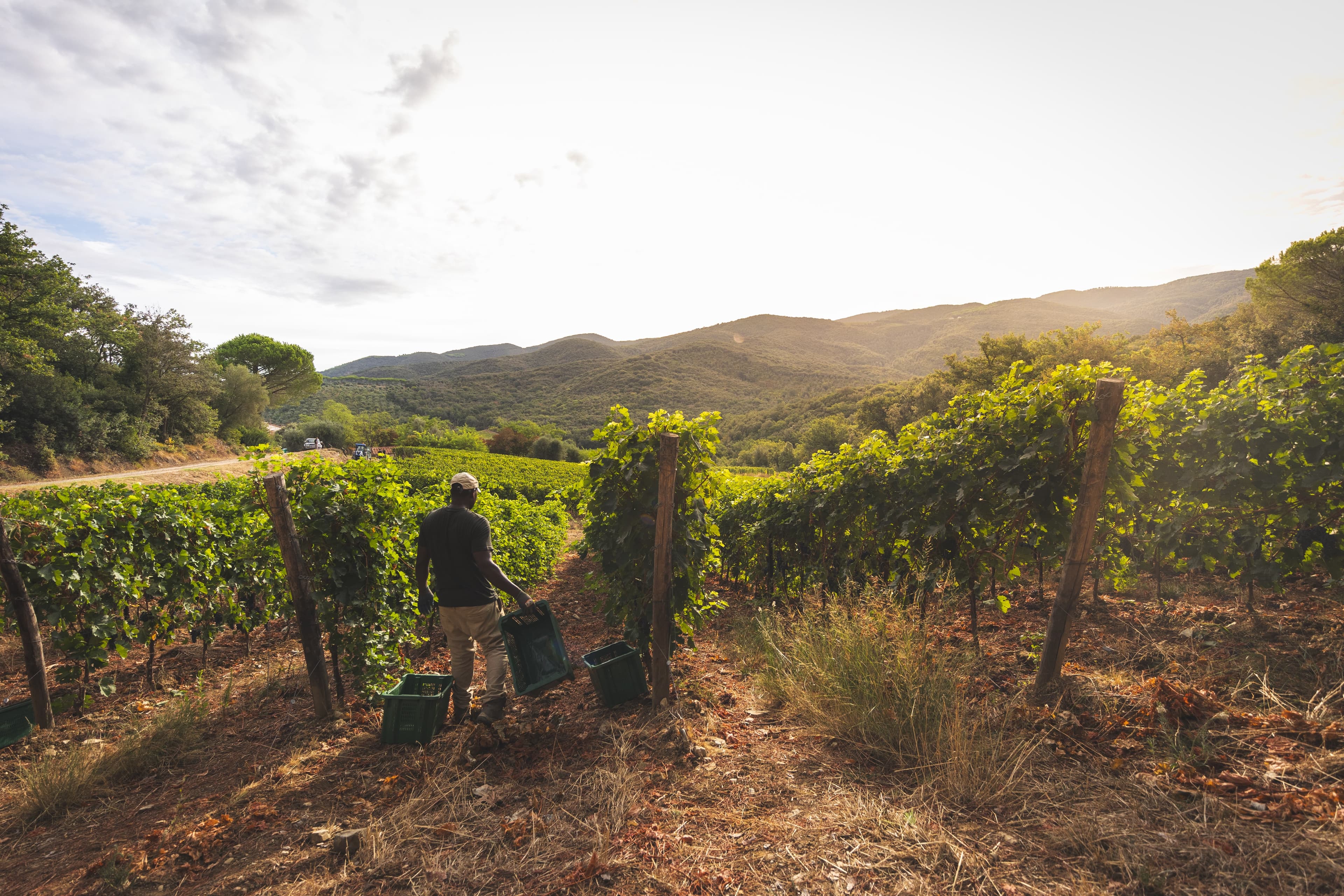 Tenuta Fratini